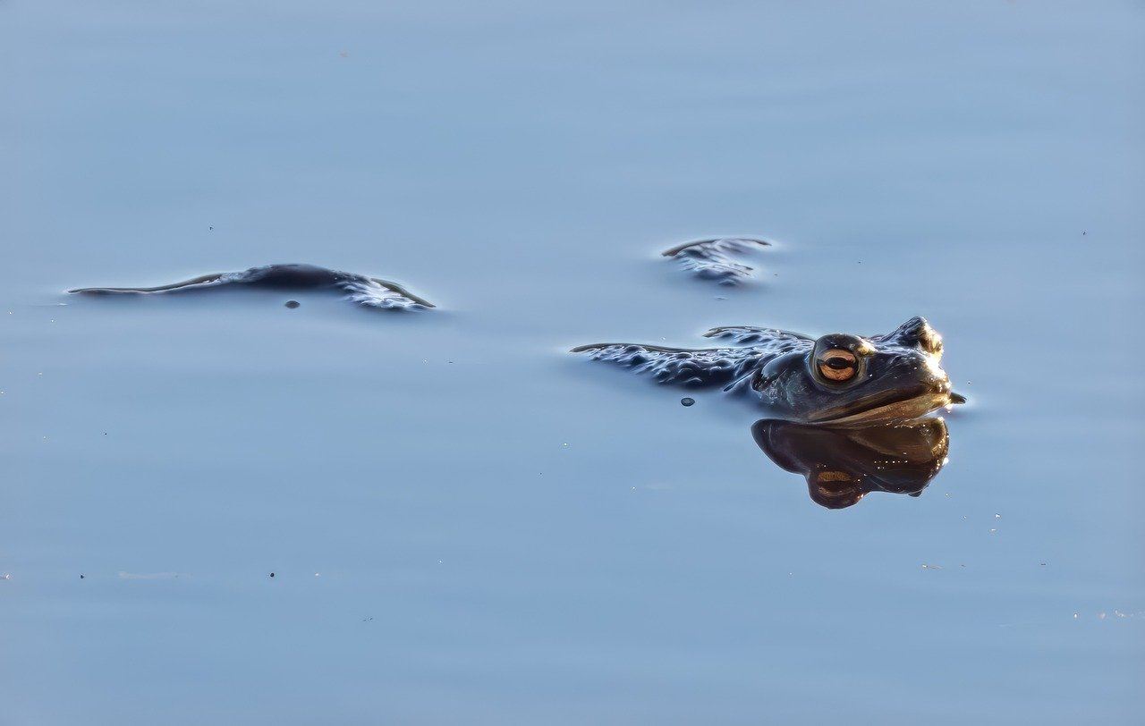 All about Amphibians - Contributions of Amphibians to Ecosystems